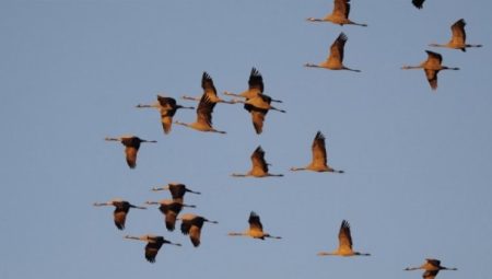 Göksal Çidem, Dünya Göçmen Kuşlar Günü’nü kutladı